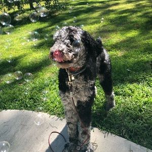 Meet your Posher, Molly